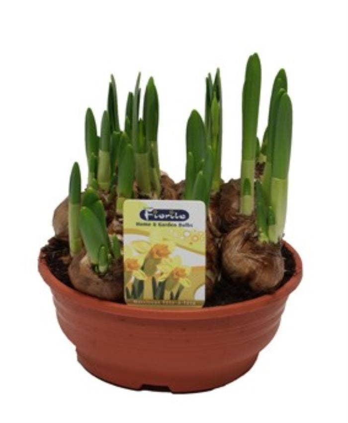 Narcis Tete à Tete bowl