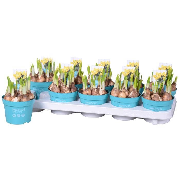 Narcis 'Tete a Tete'