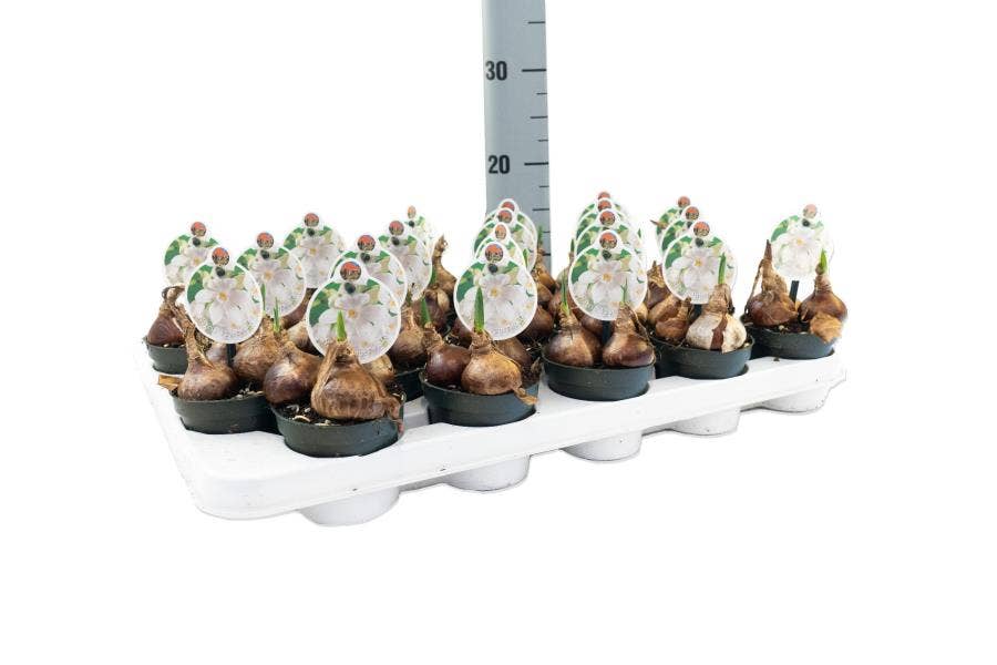 Narcissus 'Paperwhite'