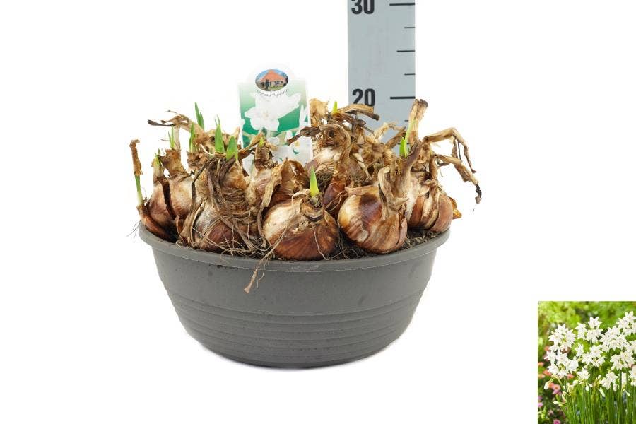 Narcissus 'Paperwhite'