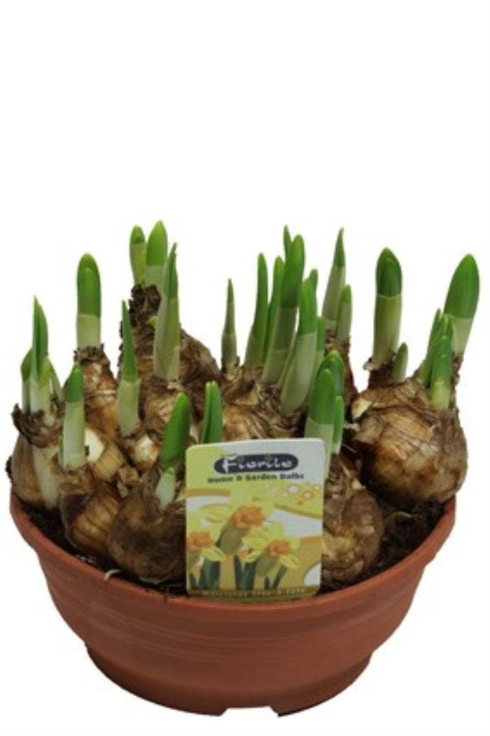 Narcissus 'Tête-à-Tête' Bowl 