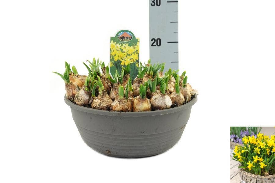 Narcissus Tête-à-Tête