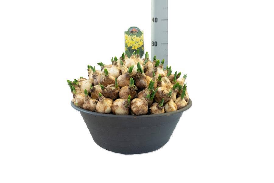 Narcissus Tête-à-Tête