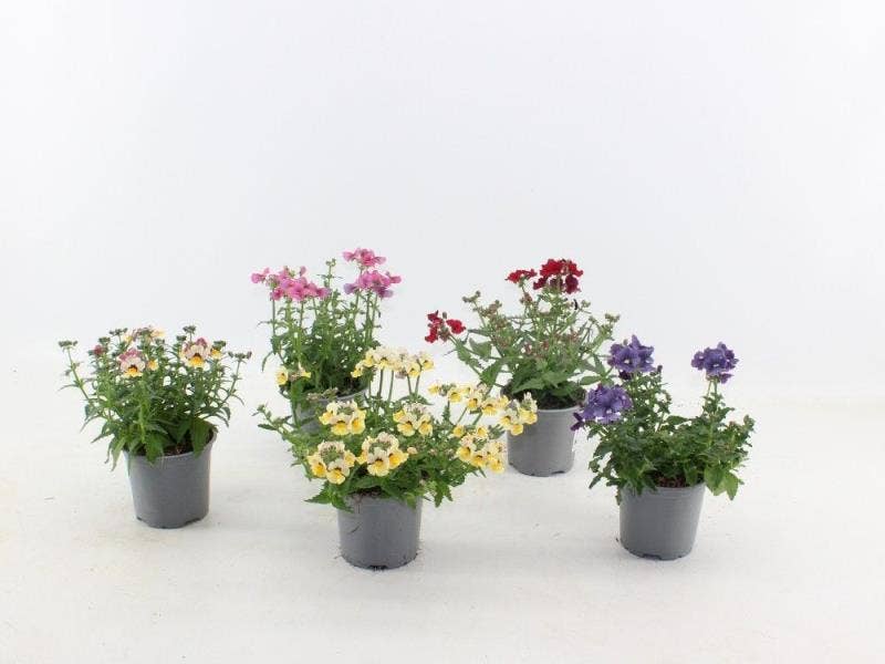 Nemesia gemengd - mix per laag