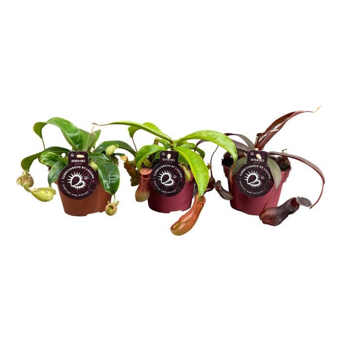 Nepenthes