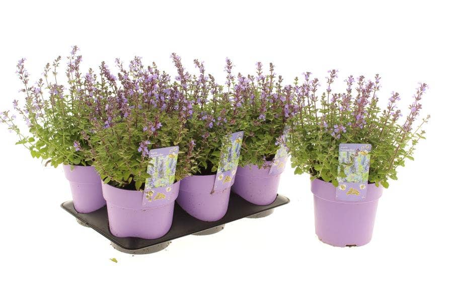 Nepeta faa. 'Purrsian Blue'