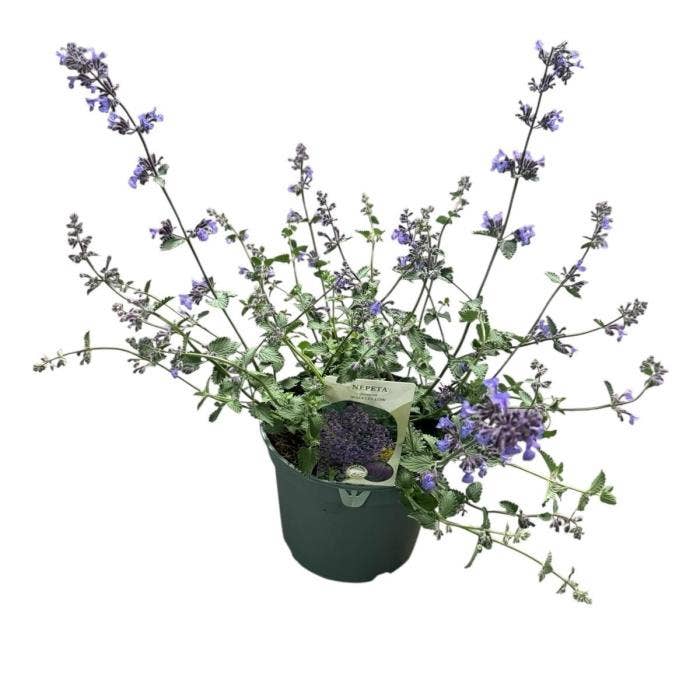 Nepeta faa. 'Walkers Low'