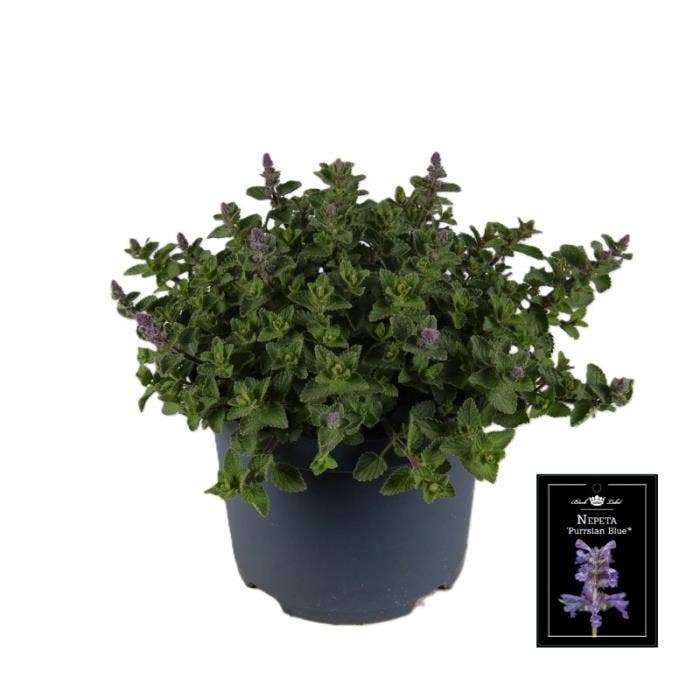 Nepeta Pussian Blue