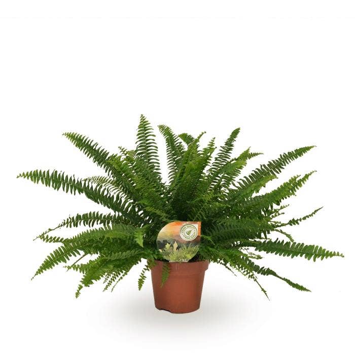 Nephrolepis ex. Green Lady