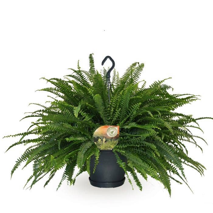 Nephrolepis Green Lady in hanging basket