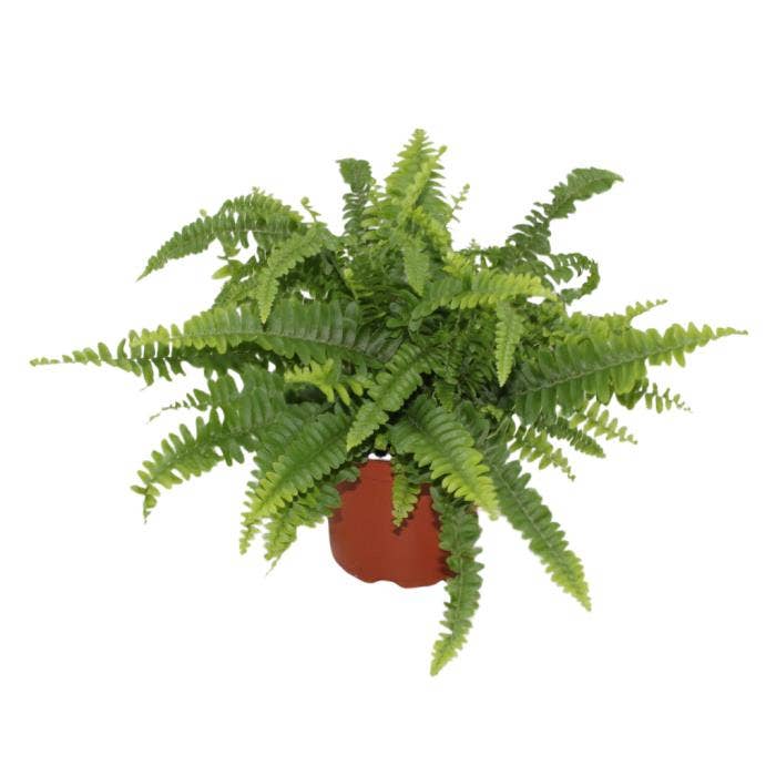 Nephrolepis Green Lady