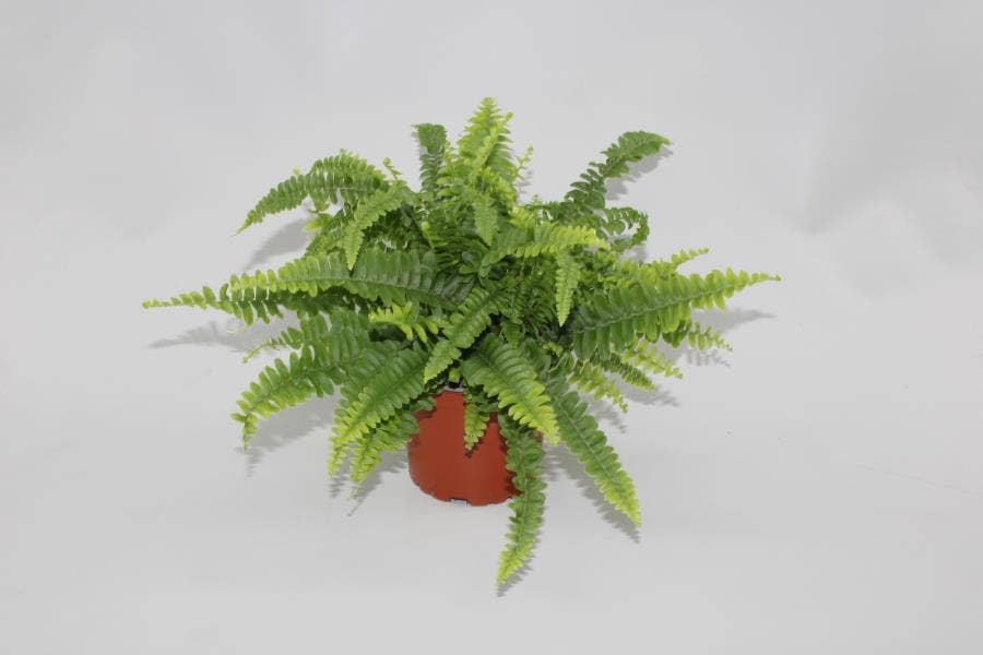 Nephrolepis Green Lady