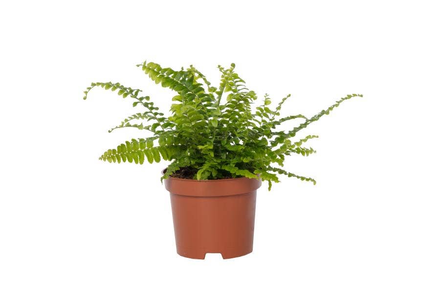 Nephrolepis Green Lady