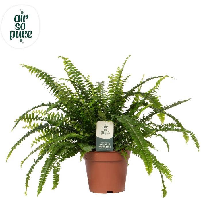 Nephrolepis Green Lady