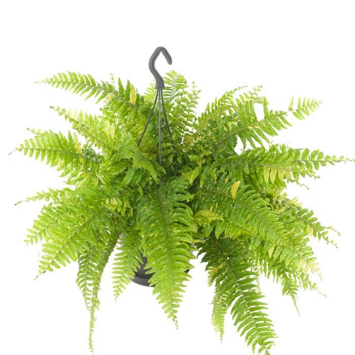 Nephrolepis Tiger Fern