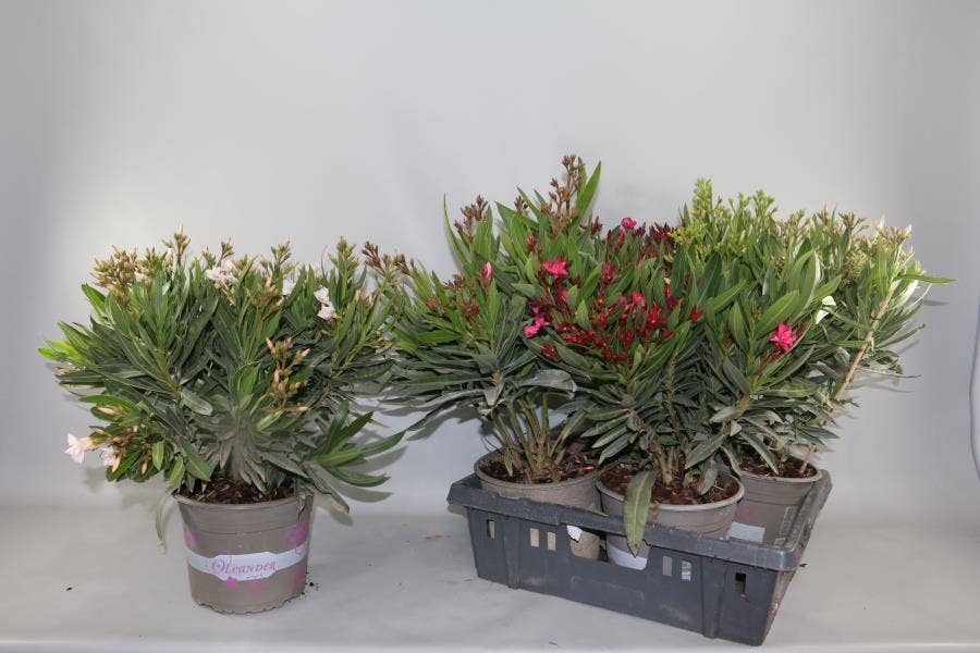 Nerium Oleander bush