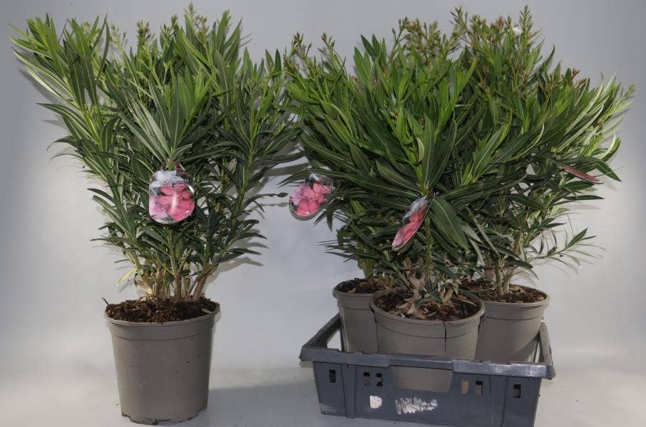 Nerium Oleander bush