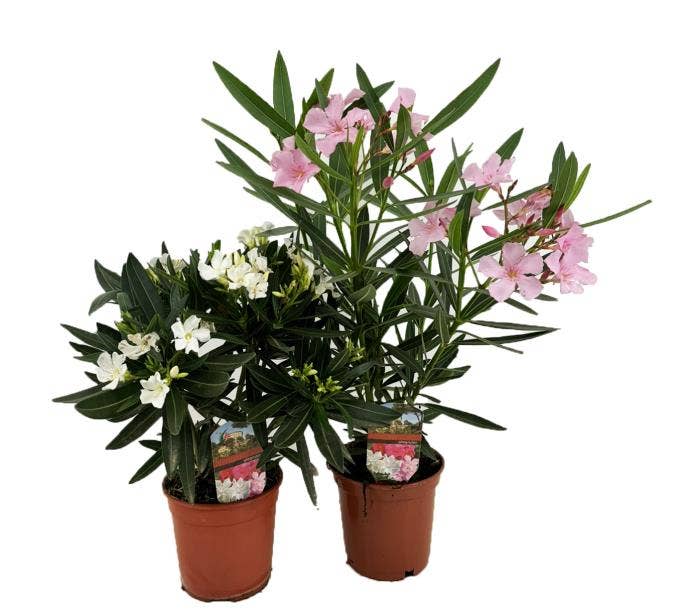 Nerium Oleander bush