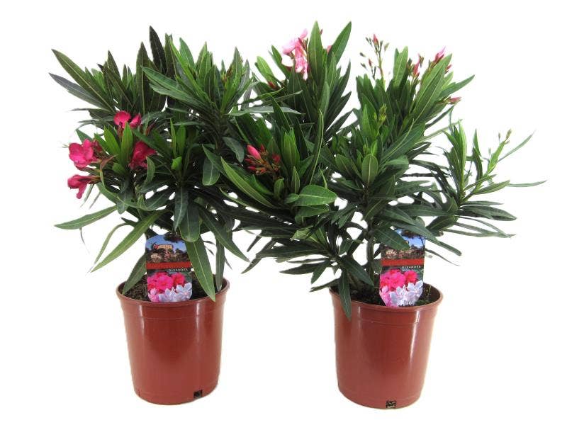 Nerium Oleander bush