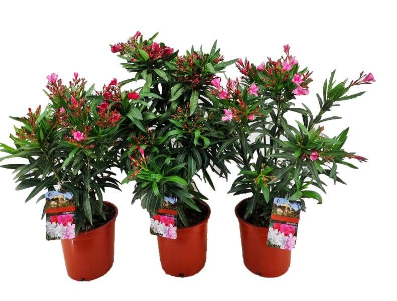 Nerium Oleander bush