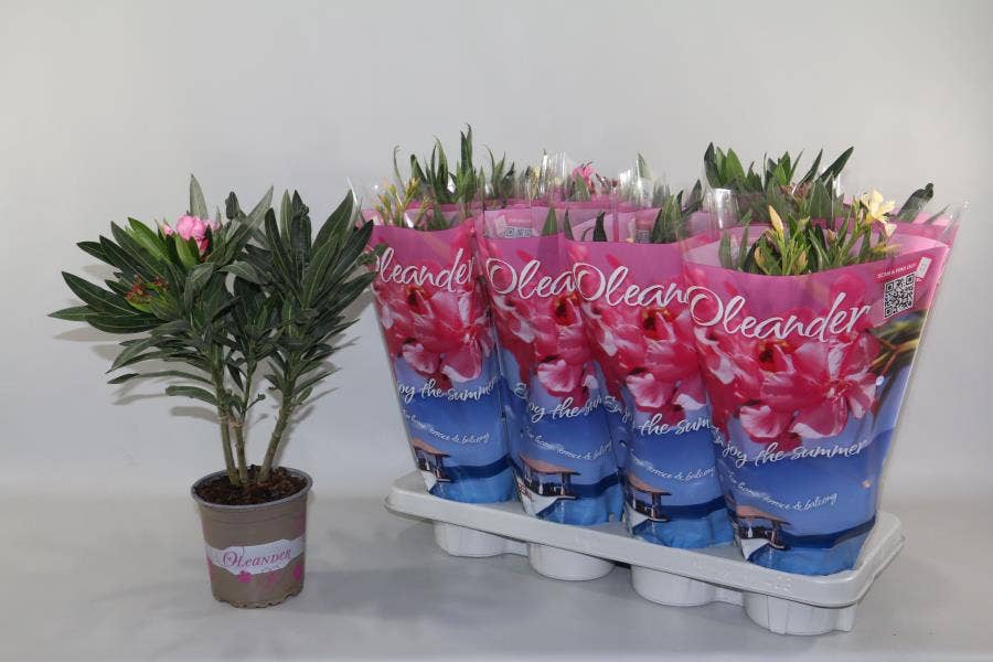 Nerium Oleander 