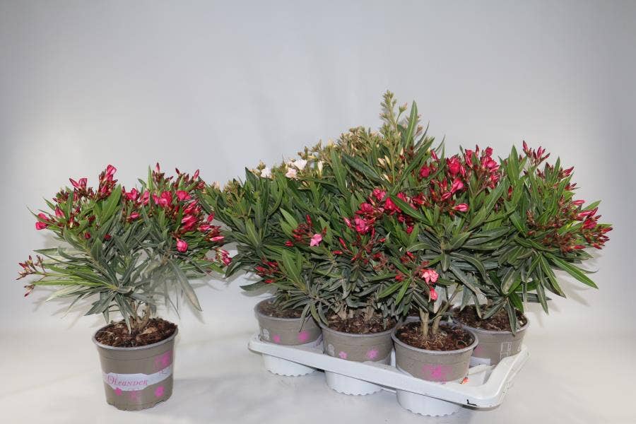 Nerium Oleander "Enjoy the Summer"