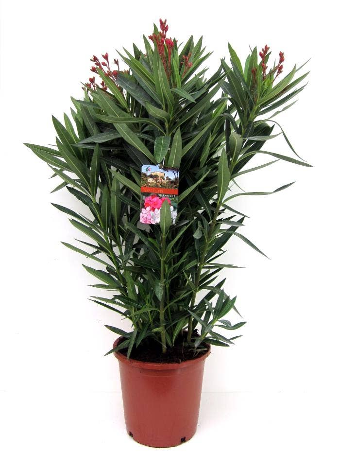 Nerium oleander mega