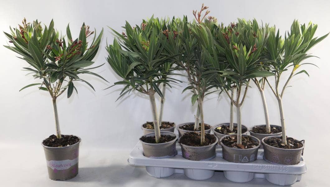 Nerium Oleander on stem