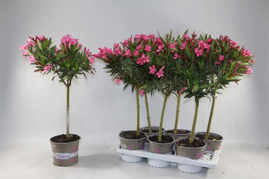 Nerium Oleander on stem