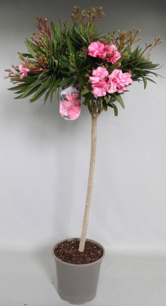 Nerium Oleander on stem