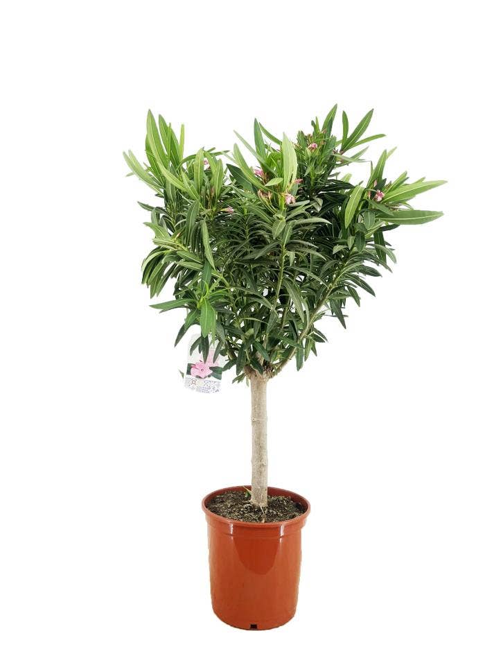 Nerium oleander stem mega