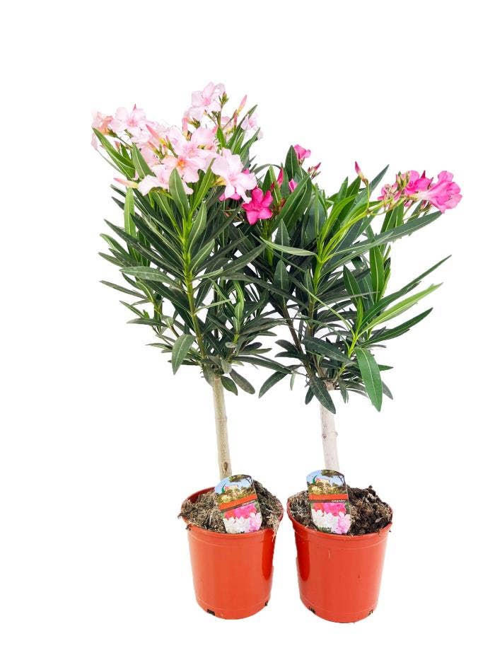 Nerium oleander