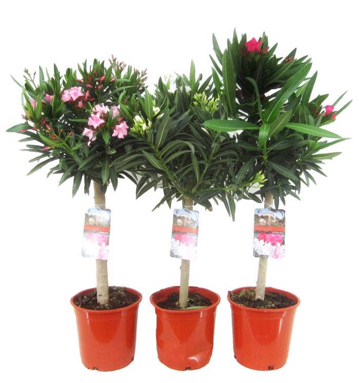 Nerium oleander