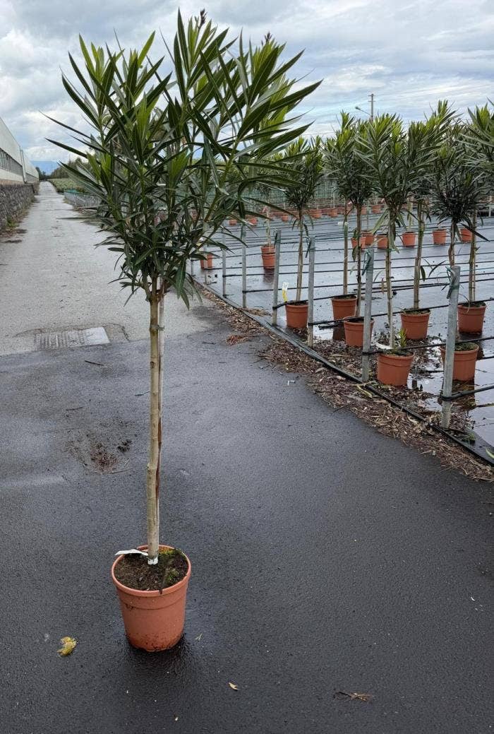 Nerium oleander