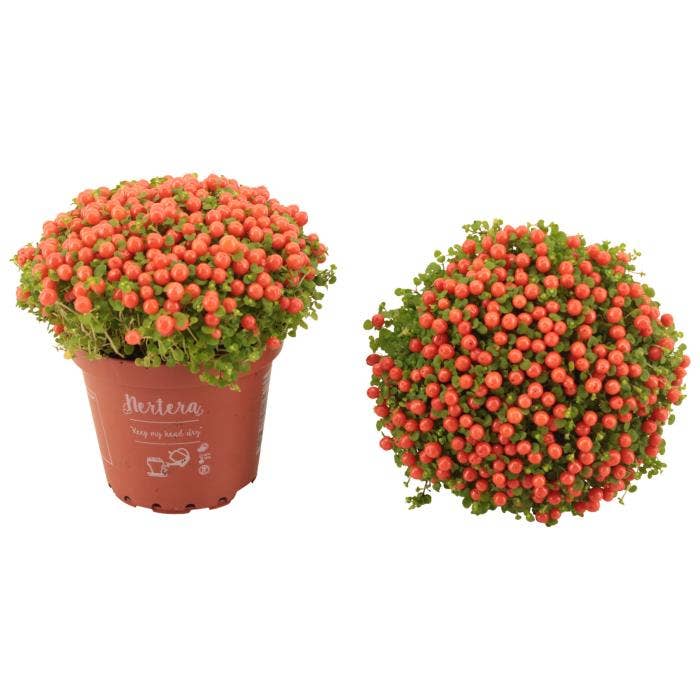 Nertera granadensis Astrid