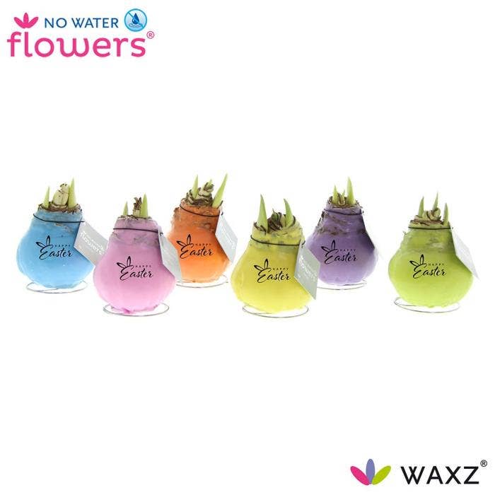 No Water Flowers Waxz® Pastel Mix with Printz Happ