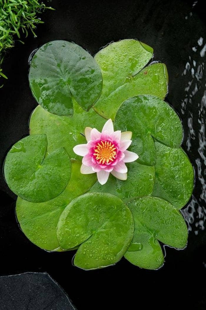 Nymphaea 'Attraction'