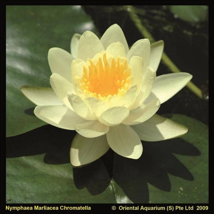 Nymphaea marl. Chromatella'