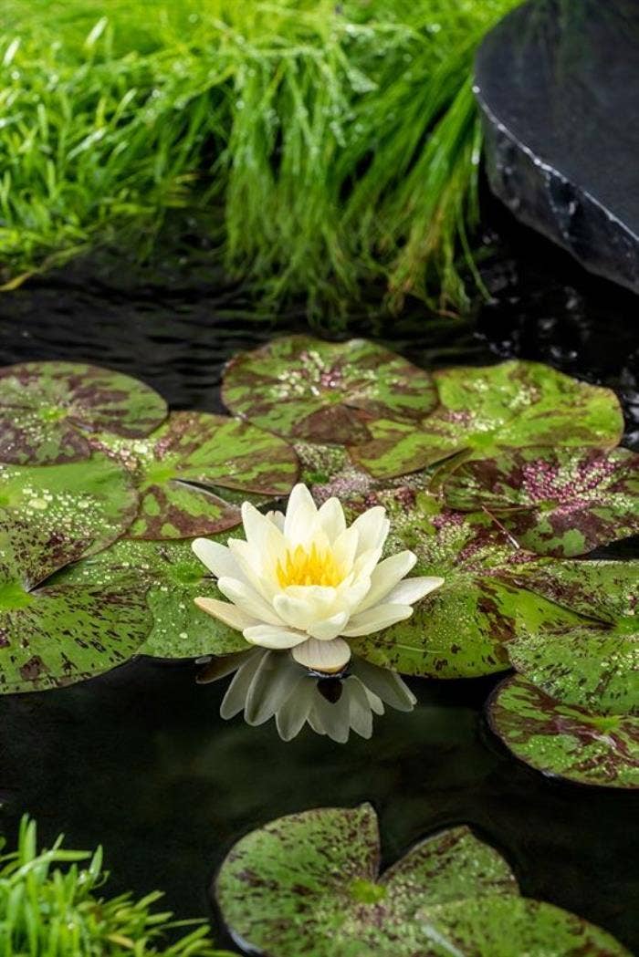 Nymphaea Marliacea Chromatella