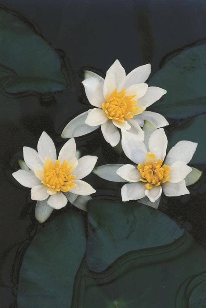 Nymphaea Pygmaea Alba