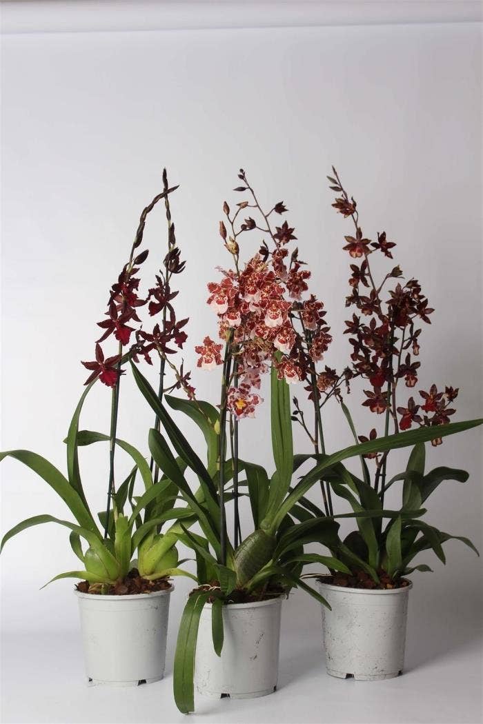 Odontoglossum