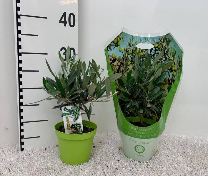 Olea europaea in carry-bag