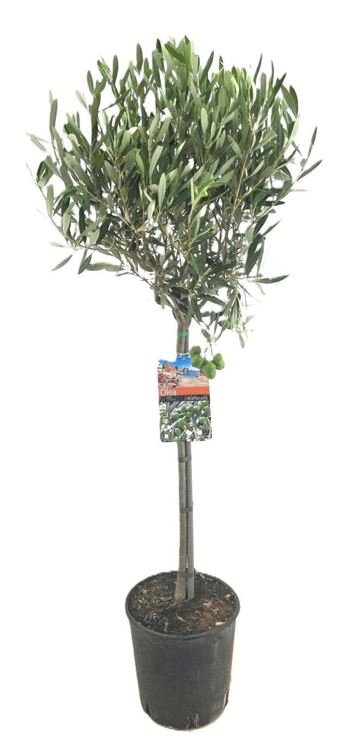 Olea europaea