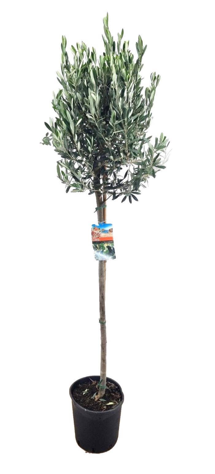 Olea europaea