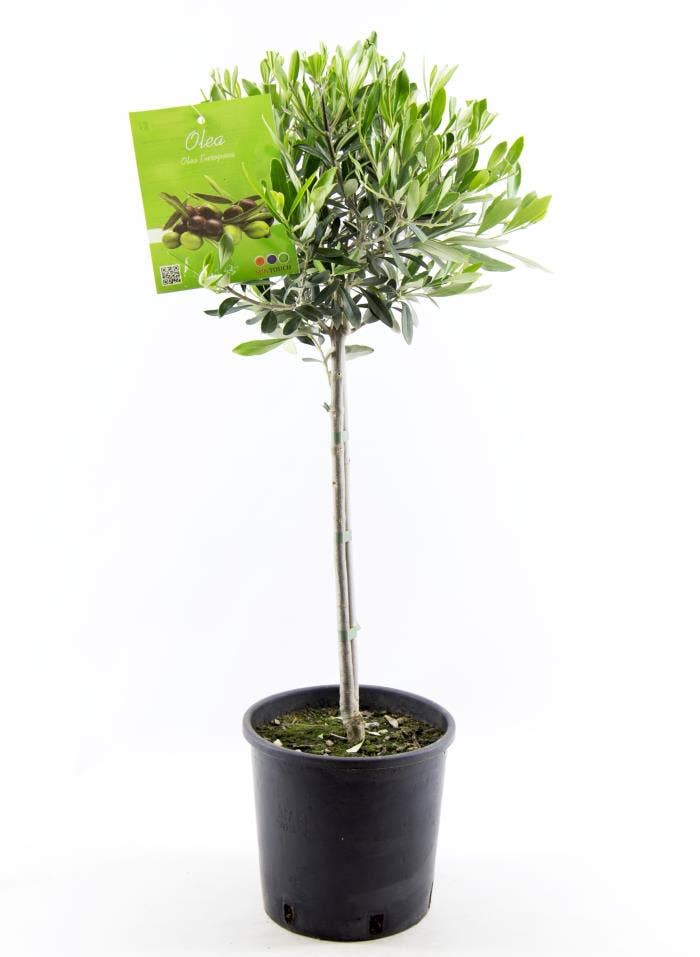 Olea Europeaea