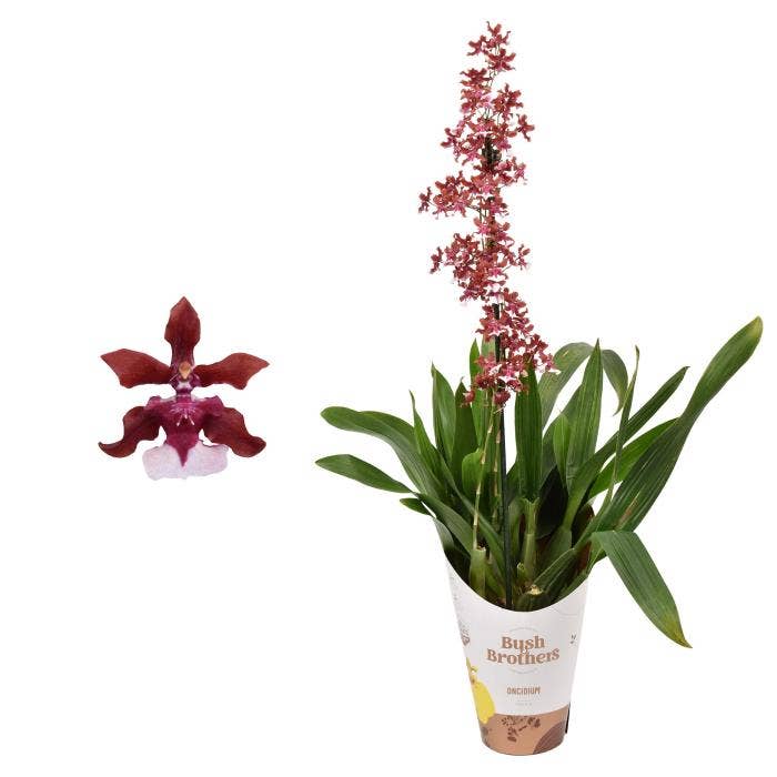 Oncidium 'Cherry Baby' 1 tak 12 cm