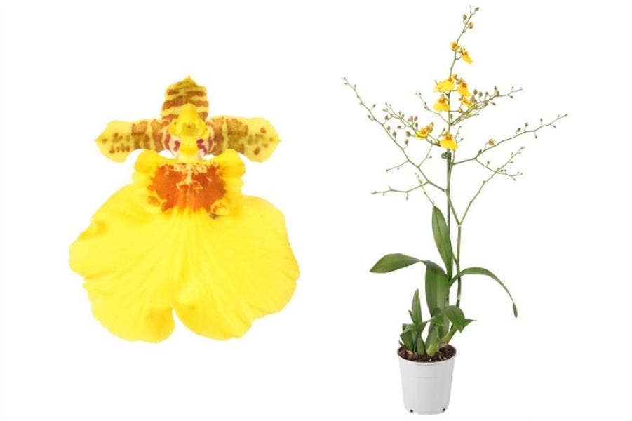 Oncidium Munsterland Stern 