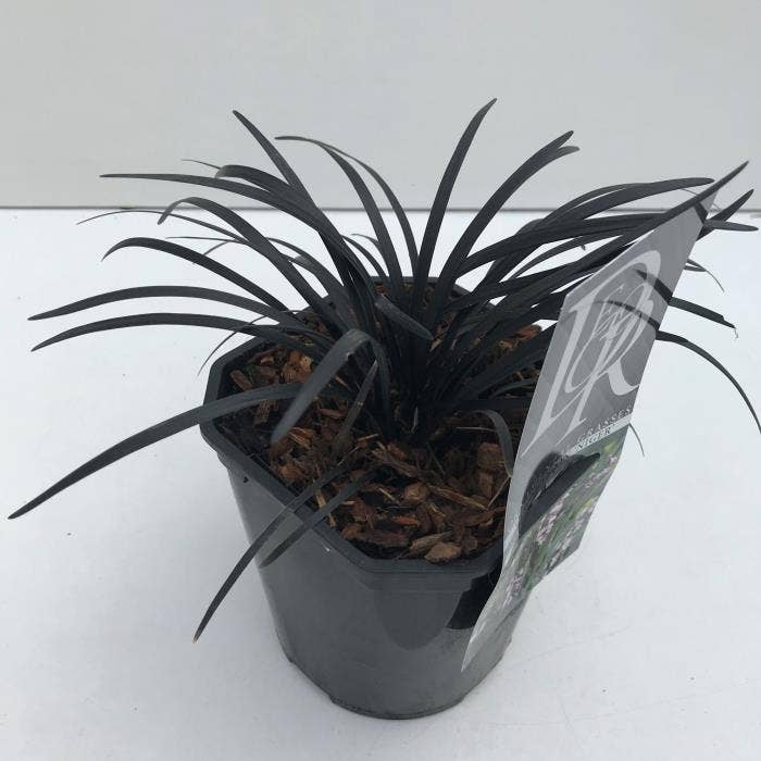 Ophiopogon pla. 'Niger'