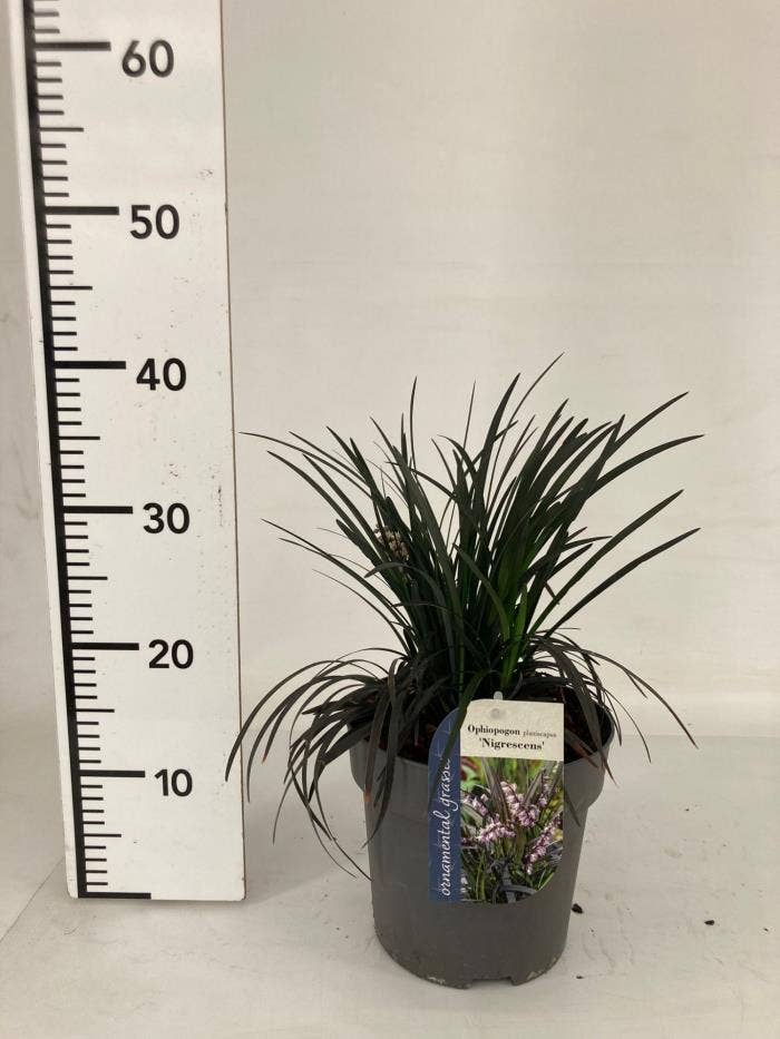 Ophiopogon pla. 'Niger'