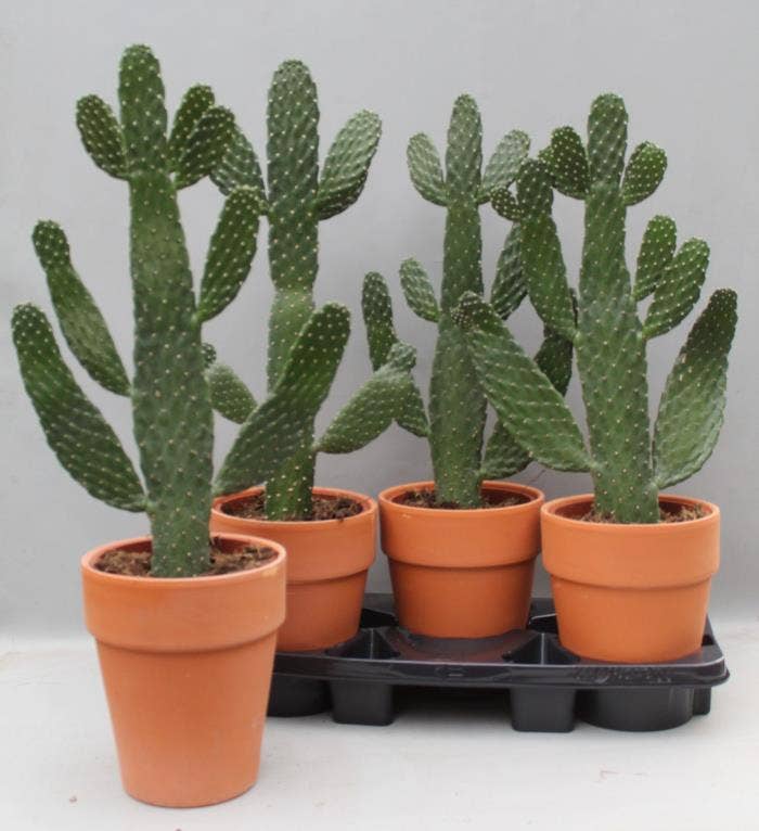 Opuntia Consolea in terracotta